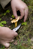 Boy with a CRKT Peck knife cuts a wild Chanterelle mushroom, in Scottish woods, with wood sorrel.