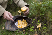 Boy with a CRKT Peck knife cuts a wild Chanterelle mushroom, in Scottish woods and puts them in a tweed cap.