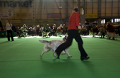Woman running with her English Setter to show its paces. Gundog Day. Crufts 2008. NEC. Solihull. UK