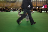 Man running with his English Setter to show its paces. Gundog Day. Crufts 2008. NEC. Solihull. UK