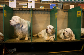 Clumber Spaniels watch dogs by the show benches. Gundog Day. Crufts Dog Show NEC. Solihull. UK