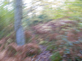 Deciduous woodland in November. Dorset, England