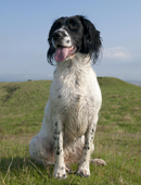 Peewit, a Black and White Springer Spaniel, wet from the early morning dew. Dorset