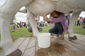 Girl tries to milk a fake cow. Sturminster Newton Cheese Festival. Dorset. England
