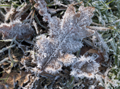 Oak Leaves and Hoar frost on a cold morning in England