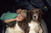 A boy and Springer Spaniel curl up together in the back of a car. UK.