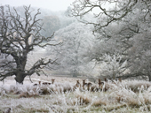 Fallow deer watch from long grass covered in rime from freezing fog. Dorset. England
