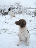 Springer spaniels Jess & Peewit in the snow. Dorset England