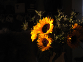 Sunflowers and Eryngium in a shaft of sunlight. indoors. UK