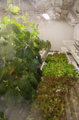 Salads and vegetables are grown under sterile conditions in the hydroponics farm at US Amundsen-Scott South Pole research station, providing the only fresh produce over winter. Antarctica