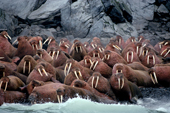 Walruses at a summer haulout. Chukotka, Russian Far East.