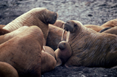 Walrus females and very young calf in the centre of a group on a rock haul out. The Arctic.