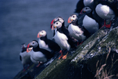 Atlantic Puffins on a sloping rock