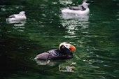 Tufted puffin, Lunda cirrhata, on the water. North Pacific