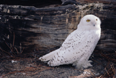 Snowy owl, the cock bird has fewer markings than the female. The Arctic.