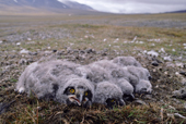 Snowy owl chicks on nest in open tundra. Yellow eyes and still in down. The Arctic.