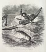 An 1868 engraved print of a Greenland Inuit hunter 'spearing a narwhal'.