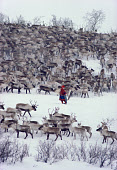 Berit Logje, a Sami woman herder, walks among her family's reindeer herd before spring migration. Kautokeino. North Norway. 1985