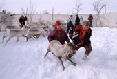 Mattis and Marit-Anne Sara, Sami herders, move a reindeer in the corral pre migration. Karasjok. Sapmi. Norway. 2000