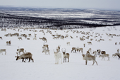 A herd of reindeer grazing at their winter pastures on the tundra near Kautokeino. Finnmark, North Norway. 2007