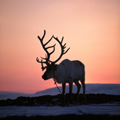 Bell Reindeer with antlers silhouetted at sunset. Spring Migration. Finmarksviida. Norway. 1972