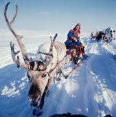Karen-Anna Logje, a Sami woman drives her reindeer sled on the spring migration. Northern Norway. 1972