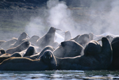 A group of walruses off Appolonov Island. Franz Josef Land.