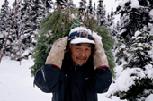 At an autumn Innu hunting camp,Pinip, carries spruce branches to cover a tent floor. Labrador, Canada. 1997