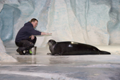 Animal trainer, with captive Bearded seal at the Polaria in Tromso. Norway. 2006