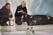 Animal trainers, with captive Bearded seal at the Polaria in Tromso. Norway. 2006