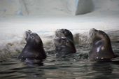 The four captive bearded seals at the Polaria, The male Diesel and females Mai-san, Bella and ?. Troms. Norway. 2006