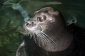 Captive bearded seal in the pool at the Polaria. Troms. Norway. 2006