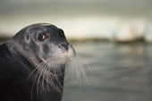Long whiskers on a captive Bearded Seal by the pool in the Polaria. Troms. Norway. 2006