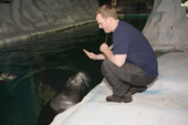 Animal trainer uses the sign for the Bearded seal to open its mouth. Polaria. Troms. Norway. 2006