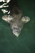 Bearded seal swimming upside down underwater in the pool at the Polaria. Captive, Troms. Norway. 2006