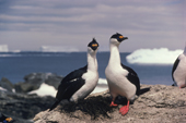 Pair of Blue-eyed Shags with their seaweed nest on a rocky shore with icebergs. Antarctica.