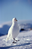 Sheathbill (Chionis alba) Antarctica