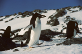 Adelie penguin (pygoscelis adeliae) carrying pebble for nest building. Antarctica.