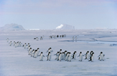 Adelie penguins (Pygoscelis adeliae) return over sea-ice to breed. Antarctica