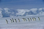 Adelie penguins (Pygoscelis adeliae) returning over sea ice to breed. Antarctica