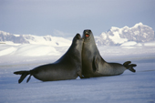 Bull Elephant seals play fight. Signy. South Orkney Islands. Antarctica