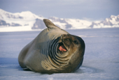 Elelphant seal on sea ice. Signy, South Orkney Islands. Antarctica