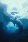Weddell seal (Leptonychotes weddelli) swimming under sea ice. Antarctica