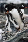 Gentoo penguin (Pygoscelis papua) with its two chicks. Antarctica