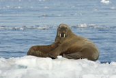 Adult female walrus and her very young calf, resting on sea ice. Spitsbergen.
