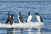 Brunnichs Guillemots, looking like penguins on an ice floe in Hinlopen Strait under Alkefjellet Bird Cliff. Spitsbergen