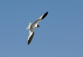 Sabine's gull in flight. Svalbard