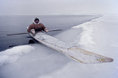 Inuit hunter, Avataq Henson, uses his kayak to retrieve a seal he has shot at the ice edge in February near Moriussaq. Thule, Northwest Greenland. (1980)