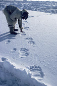 Mamarut, an Inuit hunter,checks to see how fresh some Polar Bear tracks are on the sea ice in Melville Bay. Northwest Greenland. (1980)