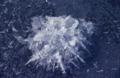 Frost Flower on Sea Ice